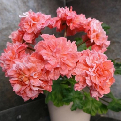 Pelargonium 'UV-Karfagen' - Pelargoon 'UV-Karfagen' P9/0,55L